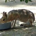 Patagonian Cavy